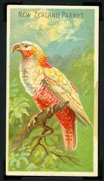 22 New Zealand Parrot